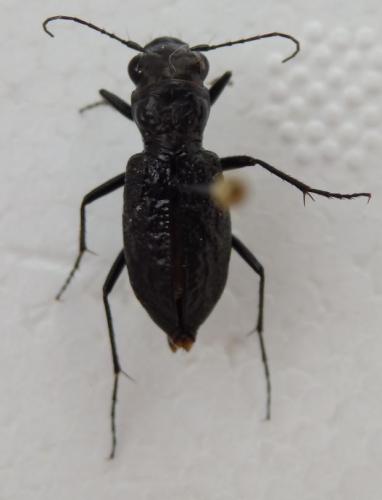 Réf. 204 448 : Aniara sepulchralis